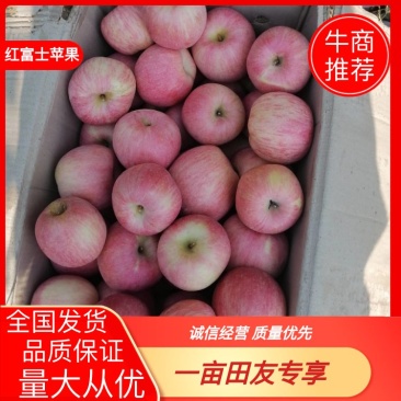 【苹果】优质红富士口感脆甜大量上市，产地直发，量大货优