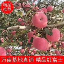 红富士苹果陕西产地精品红富士苹果一手货源品质保证