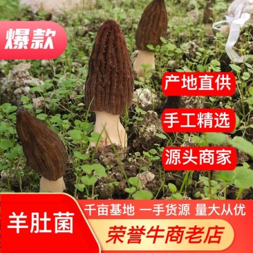 【精选推荐】羊肚菌产地直供货源稳定极速发货全国合作量大