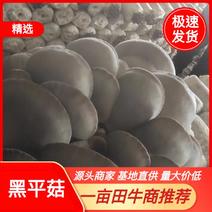 【有好货】优质小黑平鲜蘑菇菌菇产地直供全年有货量大批发价低