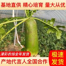 【一手货源】优质水果萝卜天津津彩家庭农场全年供应量大价低