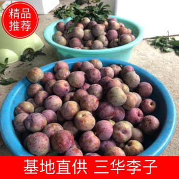 【本地代办】钱排银妃三华李大量批发对接市场电商代发