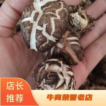 野生干香菇/花菇/栎木花菇/栎木肉菇肉厚味美，产地直销