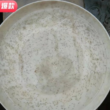 【基地直销全国发货】长江草鱼水花，保质保量