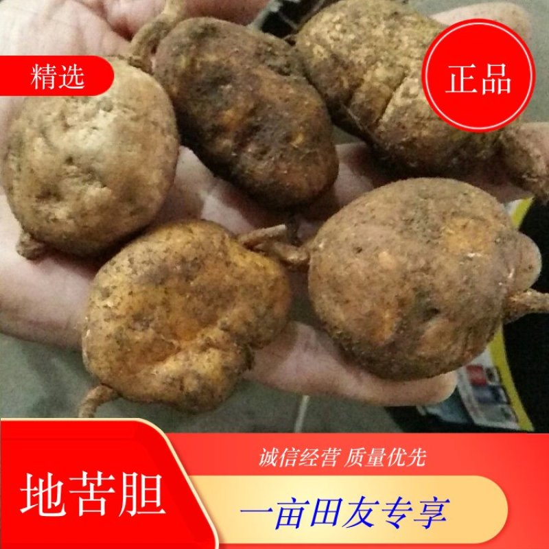 【正品地苦胆】一手货源，大山深处挖的。诚信经营，全国发货