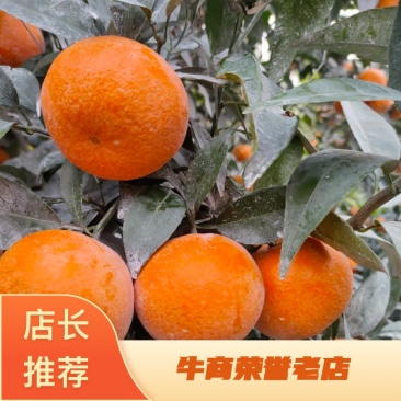 广西精品沃柑#现摘现发，皮薄肉厚，色泽红润，供应商超市场