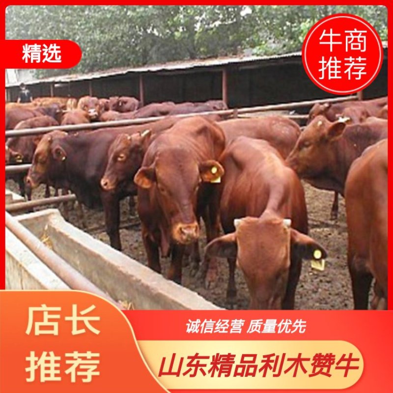 【精选】利木赞牛厂家直供质量保障涨势快包打疫苗
