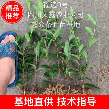 【推荐】四川茶叶苗湖北茶叶苗湖南茶叶种苗绿茶苗