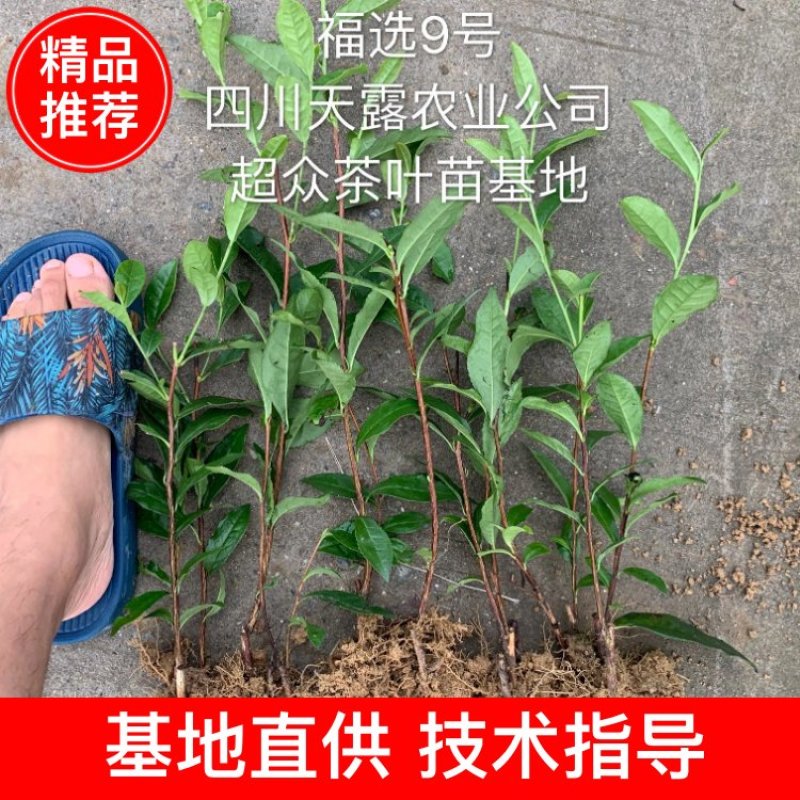 【推荐】四川茶叶苗湖北茶叶苗湖南茶叶种苗绿茶苗