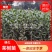 大茶树苗，三年生茶苗，一米高茶苗，绿化茶苗，80厘米高茶