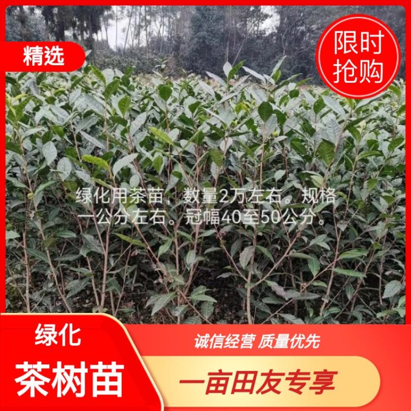 大茶树苗，三年生茶苗，一米高茶苗，绿化茶苗，80厘米高茶