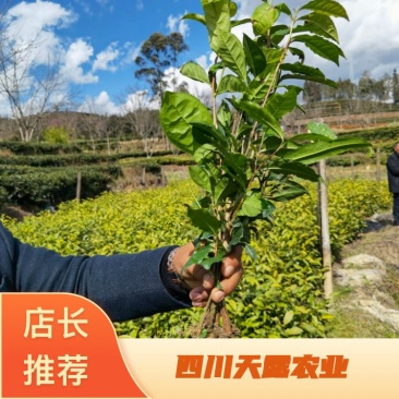 【大叶种茶苗】老班章茶树苗，冰岛茶树苗勐海大叶种茶苗