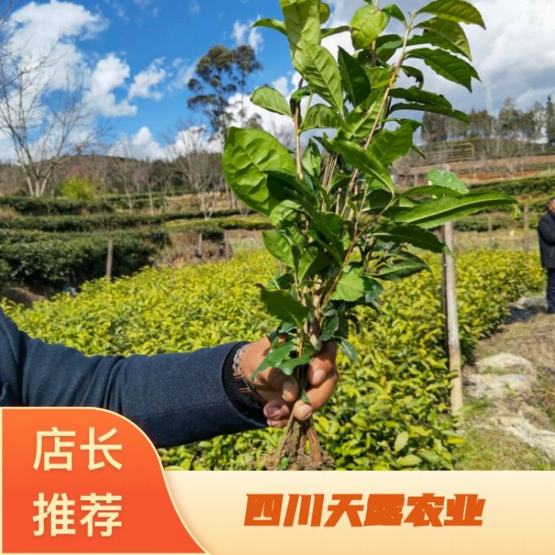 【大叶种茶苗】老班章茶树苗，冰岛茶树苗勐海大叶种茶苗
