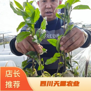 茶树杯苗茶叶杯苗云南茶叶苗广西茶叶苗，