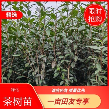 【绿化茶树苗】造林茶树苗，庭院绿化茶树，三年生茶树