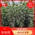 【绿化茶树苗】造林茶树苗，庭院绿化茶树，三年生茶树