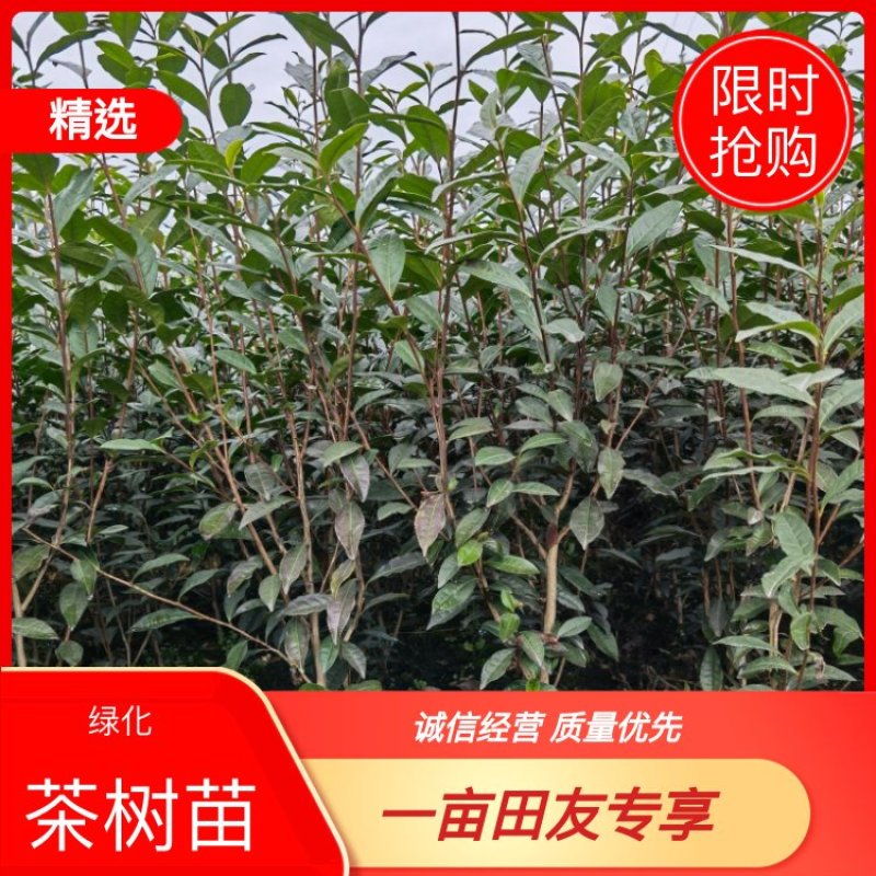 【绿化茶树苗】造林茶树苗，庭院绿化茶树，三年生茶树