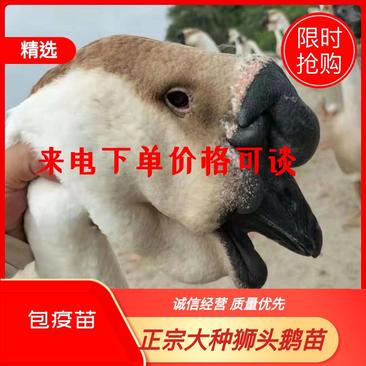 【推荐】广西乡塘特大种狮头鹅苗常年供应优质鹅苗货源稳定