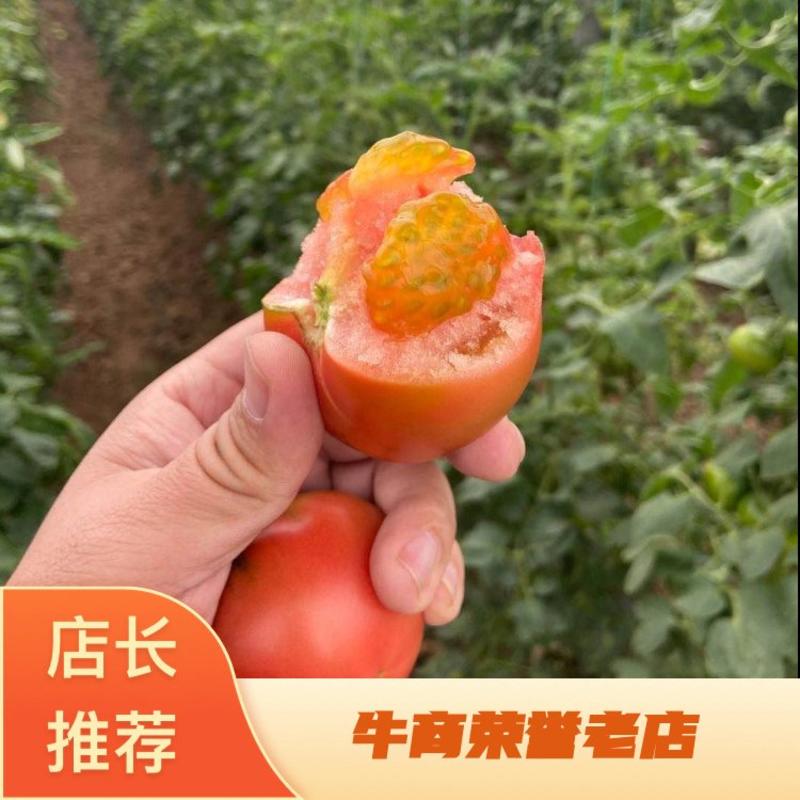 基地全年直供草莓西红柿草莓柿子水果西红柿口感番茄