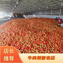 草莓柿子全年供应基地直发日产2万斤草莓西红柿草莓番茄