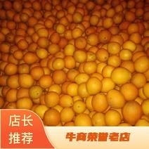 梨橙重庆产地精品橙子产地供应一手货源欢迎咨询订购