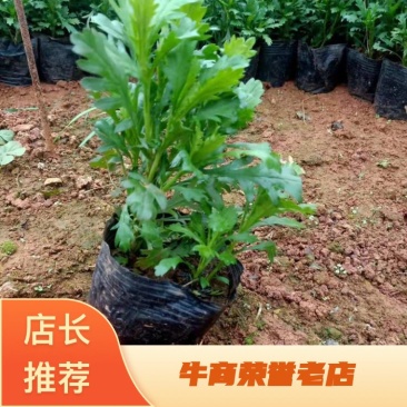 木春菊工地绿化黑袋苗质量有保障花期长