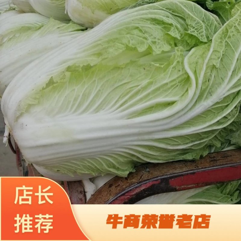 大白菜，又名义和秋，菜色白，绿，不打农药，全部绿色蔬菜，