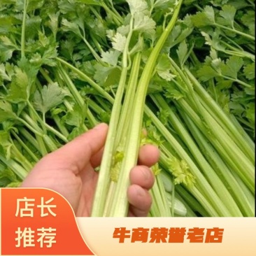 精品芹菜，精品西芹，纤维少，水分少，鲜嫩，产地一手货源