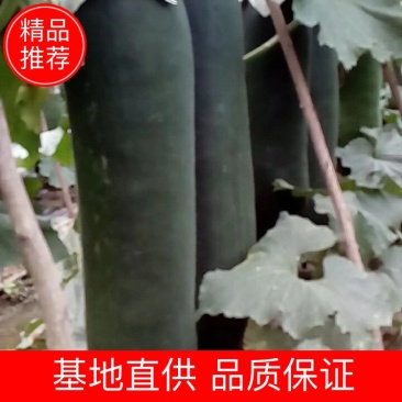 广西玉林黑皮冬一手货源质量价格保证售后包赔