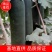 广西玉林黑皮冬一手货源质量价格保证售后包赔