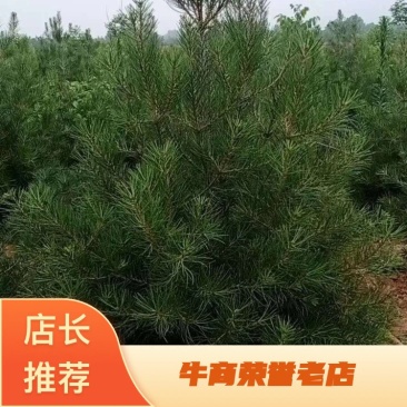 热卖【白皮松】白皮松树耐存活各种规格都有货量充足