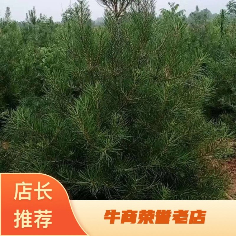热卖【白皮松】白皮松树耐存活各种规格都有货量充足