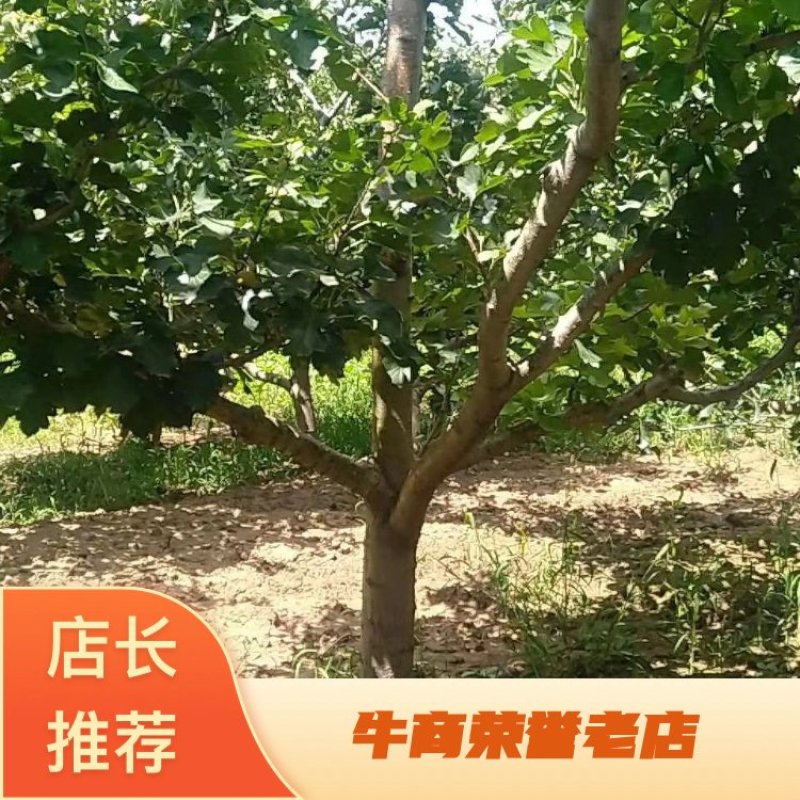 【山楂树】精品乔灌木基地直供，规格齐全，提供技术指导