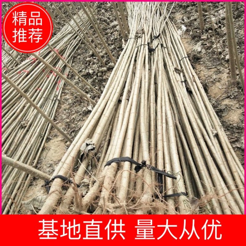 【精选】107速生杨树苗白杨树苗大型种植基地价格优惠