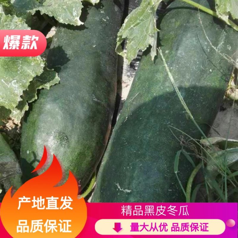 供应广西黑皮地冬瓜爬地冬瓜白皮地冬瓜产地直发