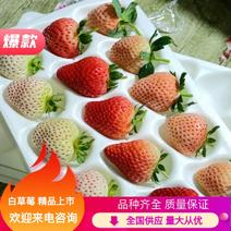草莓白草莓规格品类齐全精品包装现货现发