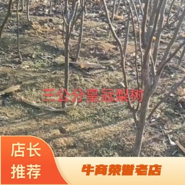 梨树苗梨树品种齐全质量保证价格便宜