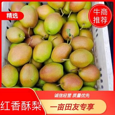 【精选】河北赵县红香酥梨一件代发市场批发冷库储存常年供应
