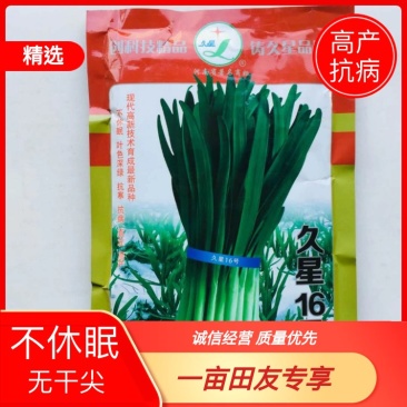 韭菜种子久18久星16基地种植耐寒不休眠品种久星系列种子