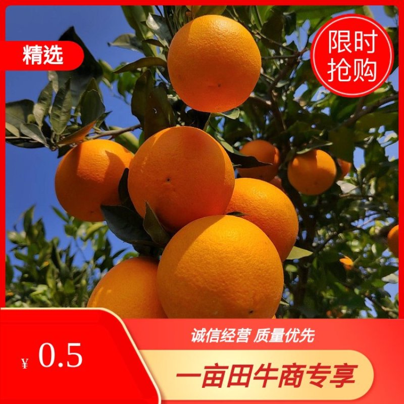 【推荐】重庆奉节县奉节脐橙产地代办货源充足欢迎了解咨询