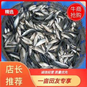 草鱼苗抗病毒快大！量大从优基地直发致电联系