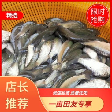 【鲫鱼苗】苗场直供，生长快，成活率高大量出货