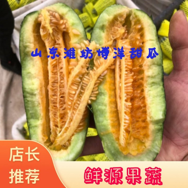 山东博洋9号甜瓜博洋91甜瓜，潍坊产地直供对接电商团购超