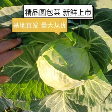 圆包菜甘蓝2~3公斤大量现货产地直发优质好菜欢迎咨询