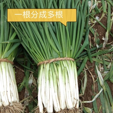 精品分葱大葱，新鲜上市可视频看货产地直发装车一条龙服务