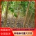 【杨树苗】土耳其无絮速生杨树苗基地直发，包成活免费技术