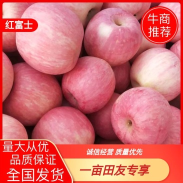 山东红富士苹果原产地发货一手货源量大价格便宜