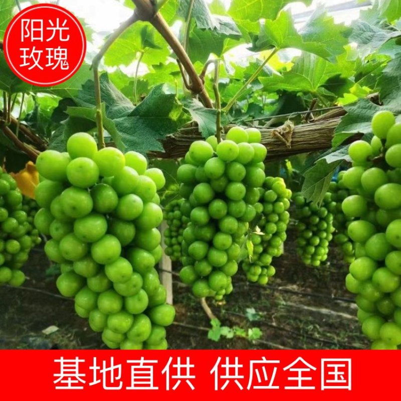 【葡萄】精品阳光玫瑰口感鲜嫩品相上乘供应全国