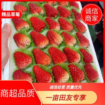 【草莓】山东精品草莓大量上市颗粒饱满一手货源量大从优