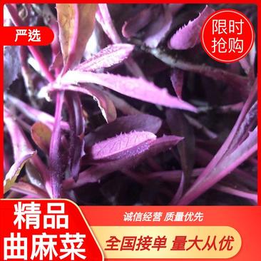 【推荐】精品曲麻菜大量上货大量批发零售一手货源